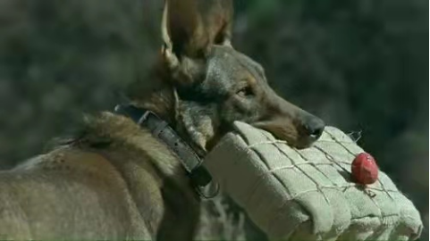 动物躺在地上的狗描述已自动生成